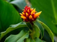 Rote tropische Blüte mit gelben Blütenblättern